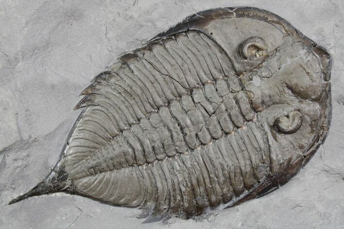 Dalmanites Trilobite Fossil - New York #357137
